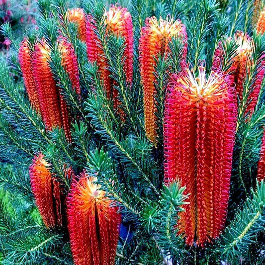 Little Eric Banksia ericifolia flowers with red and orange bracts on a green plant background