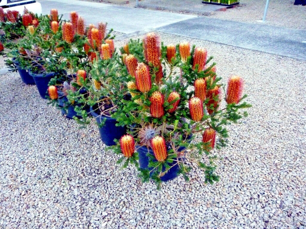 Row of potted Banksia plants with orange flowers on a gravel surface