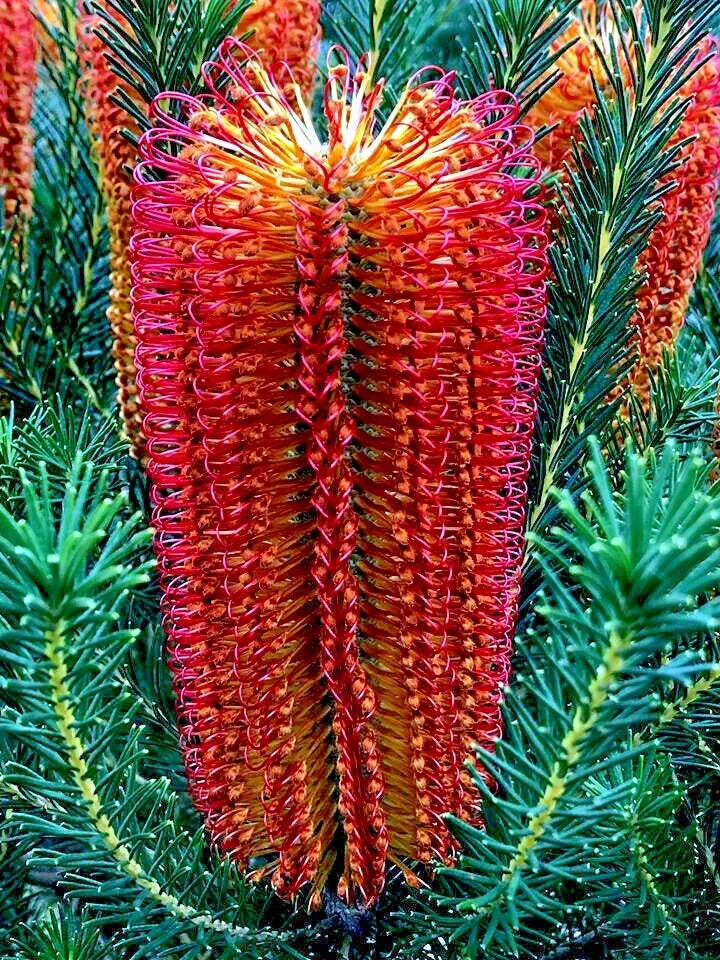 Close-up of a vibrant red and orange banksia ericifolia flower with green shrub leaves
