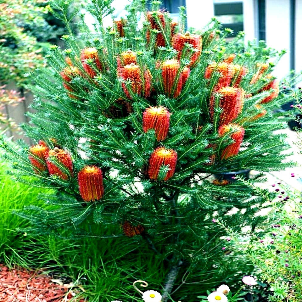 Green Banksia shrub with red-orange flowers in a garden setting