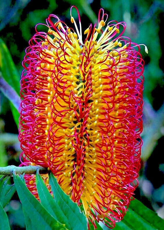 Close-up of a vibrant orange and red Banksia flower with green leaves.