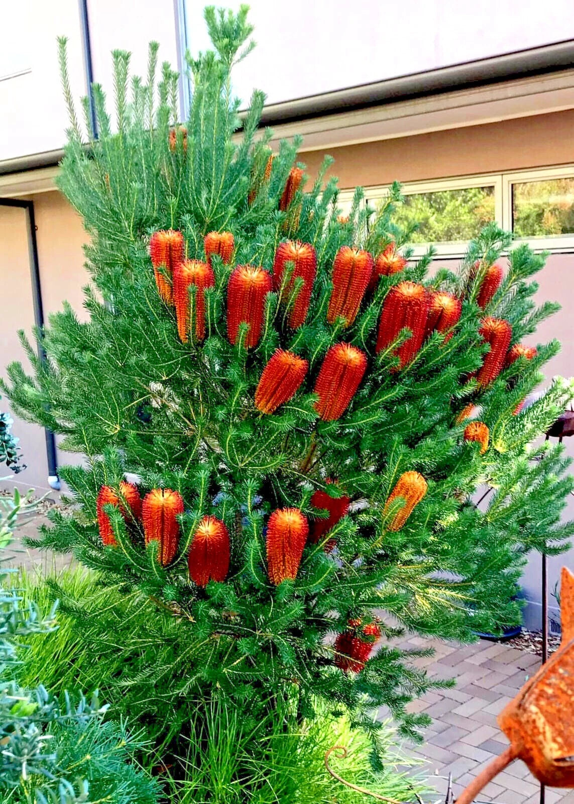 Decorative Little Eric Banksia tree with orange flower-like ornaments in front of a building.