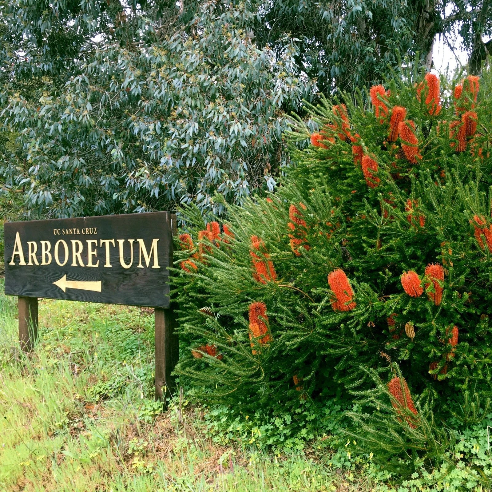 Arboretum sign with banksia flowering trees in the background