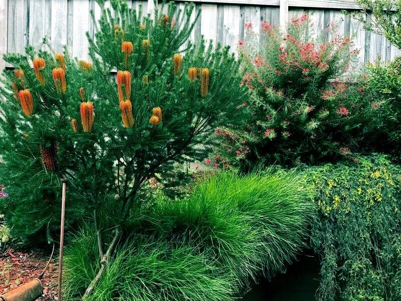 Garden with various plants and shrubs including a Banksia flowering tree and green grass.