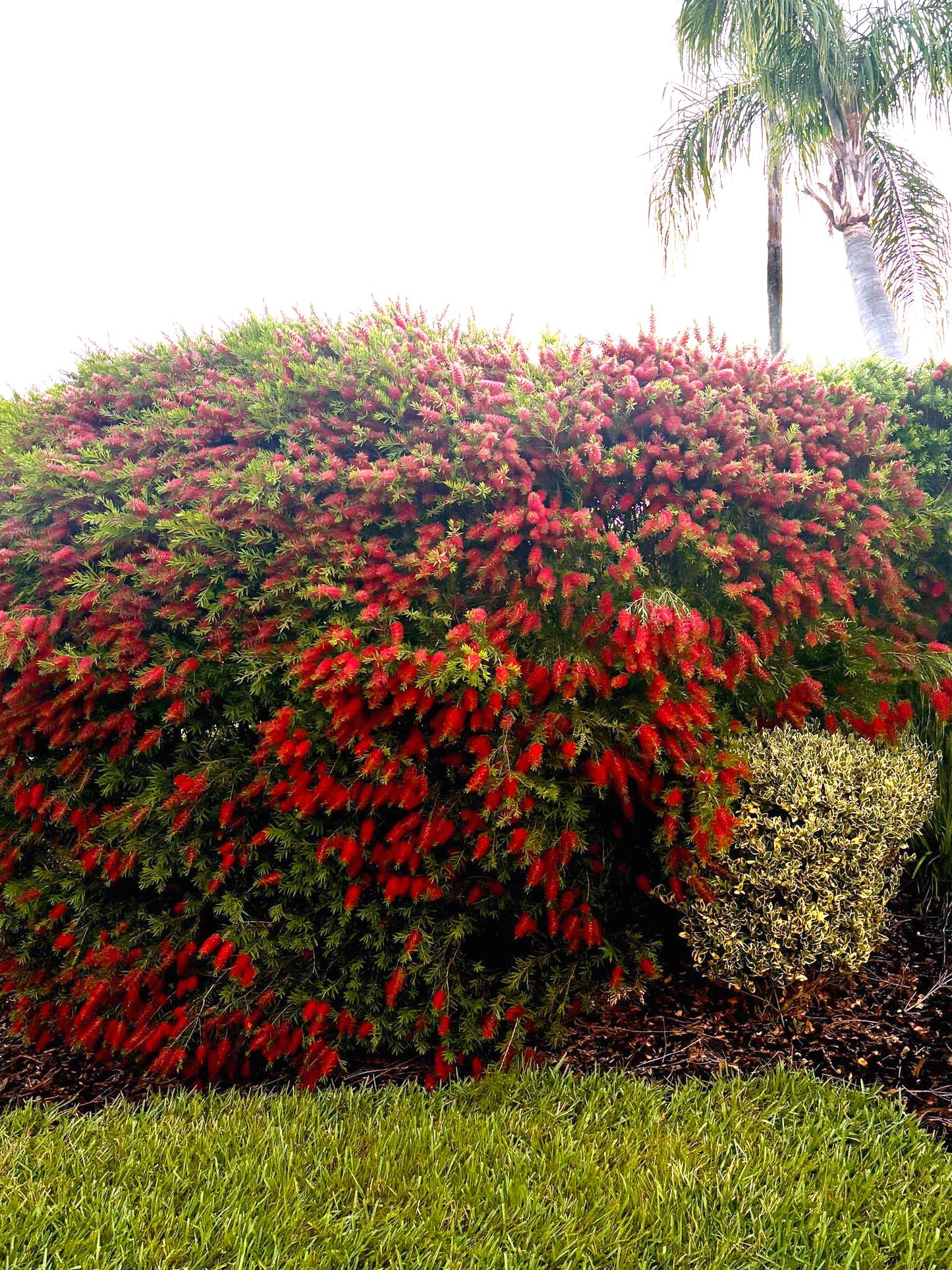 Large Crimson bottlebrush Shrub with red flowers and green leaves in a garden setting. (Callistemon citrinus)