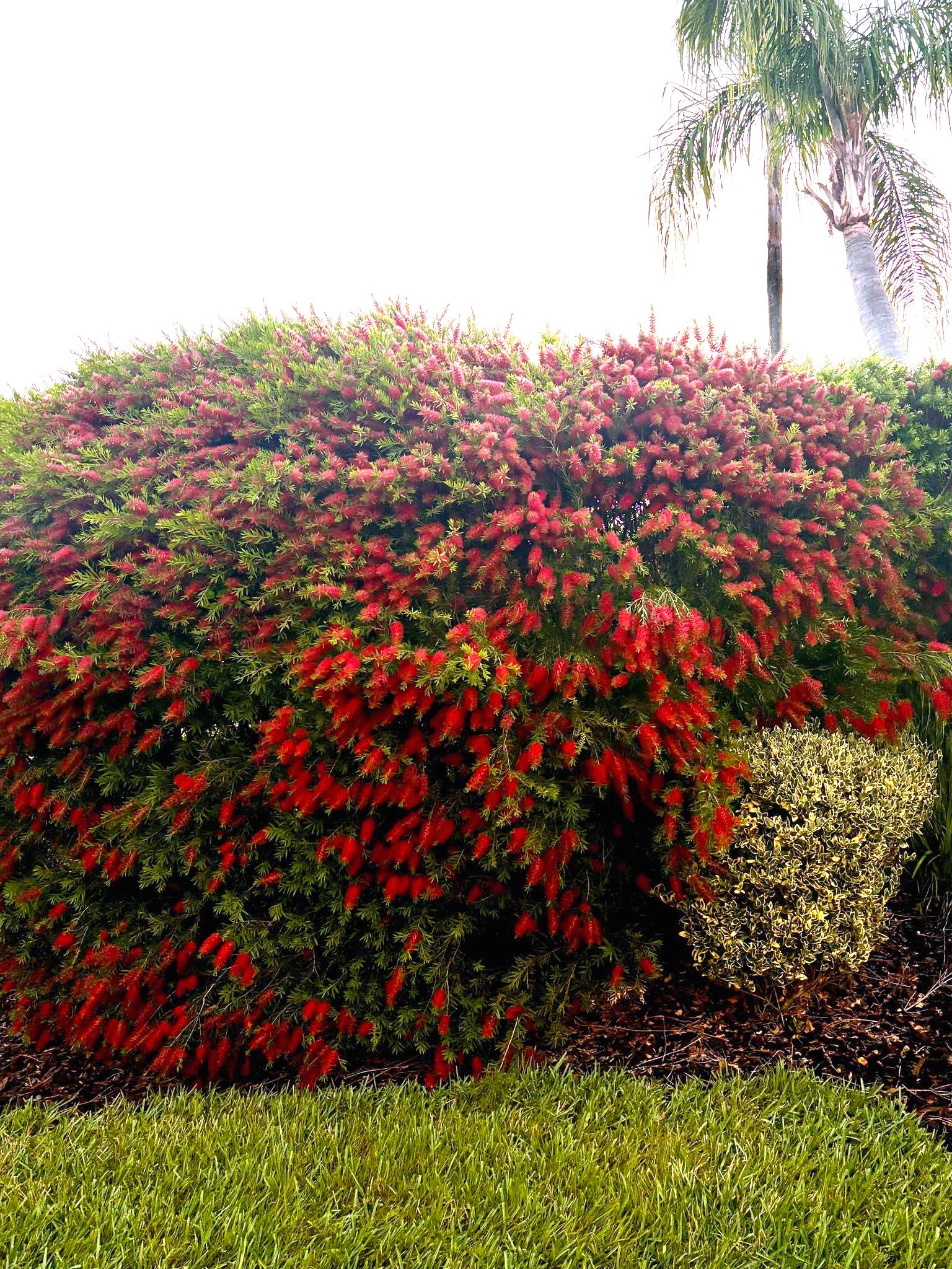Large Crimson bottlebrush Shrub with red flowers and green leaves in a garden setting. (Callistemon citrinus)