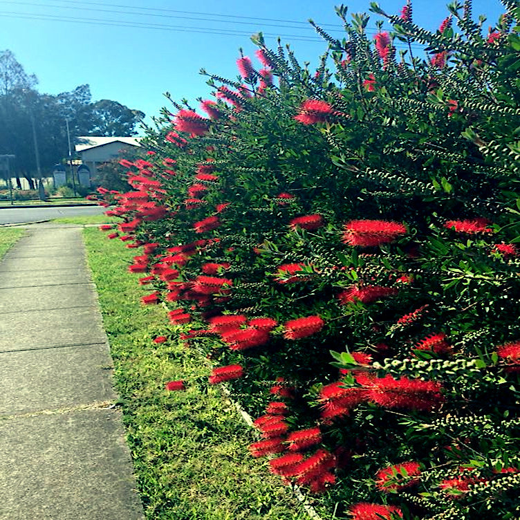 Row of red flowering Crimson bottlebrush shrubs along a sidewalk with a clear blue sky. (Callistemon citrinus)
