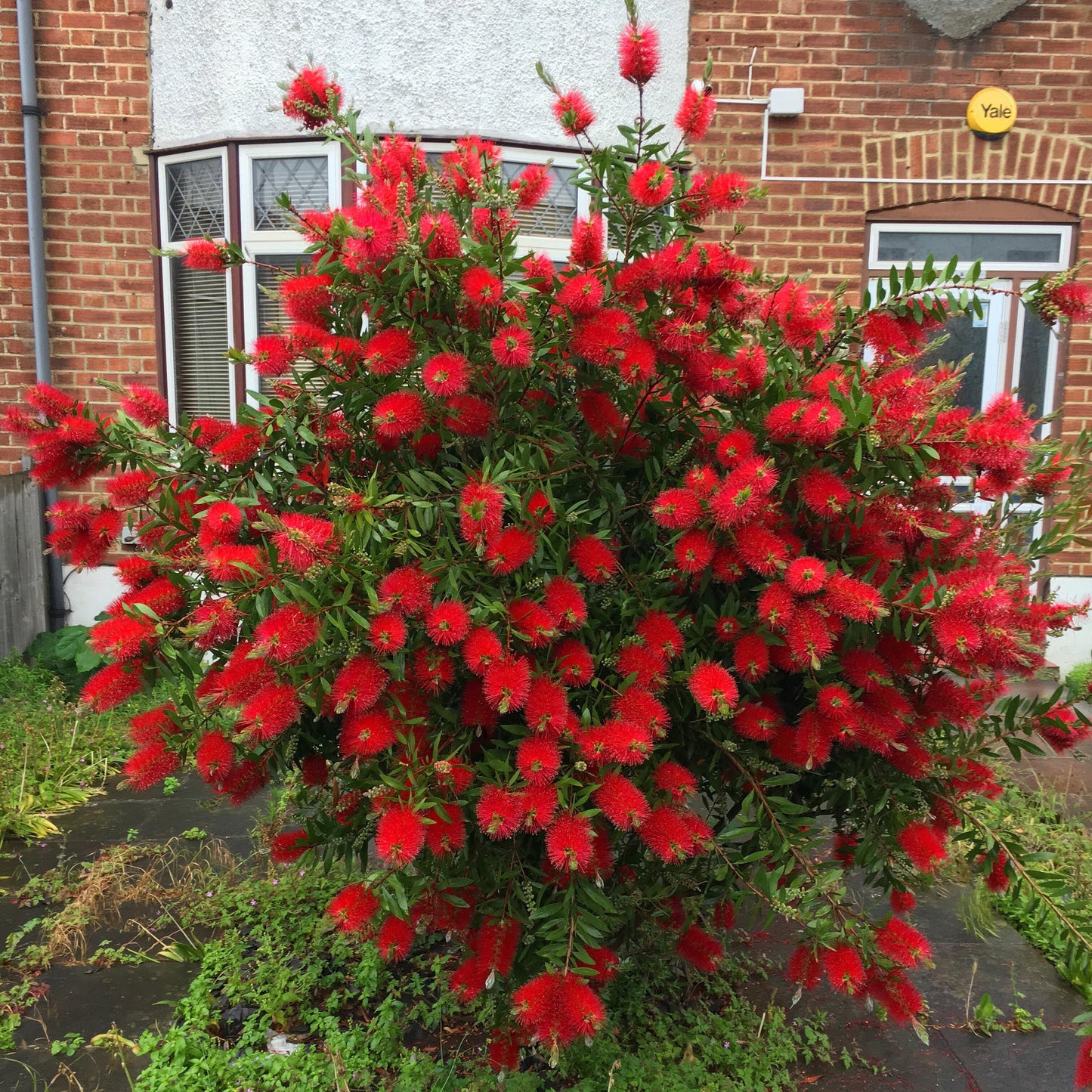 Red flowering Crimson Bottlebrush bush in front of a brick building. (Callistemon citrinus)