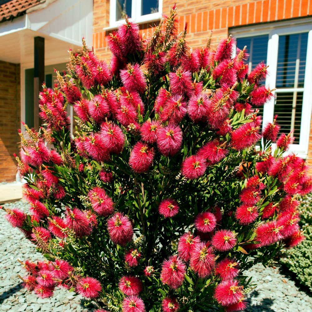Crimson Bottlebrush bush with pink flowers in front of a house. (Callistemon citrinus)