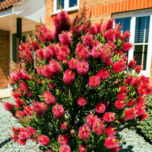 Crimson Bottlebrush bush with pink flowers in front of a house. (Callistemon citrinus)