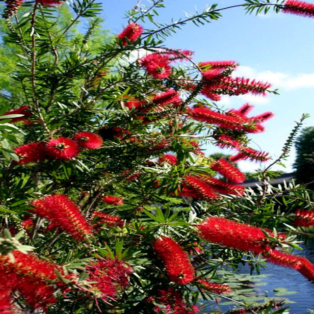 Crimson bottlebrush flowers on a tree with a clear blue sky in the background