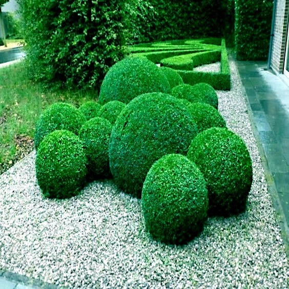 Decorative green spherical Common English Boxwood bushes on a gravel path with a garden background