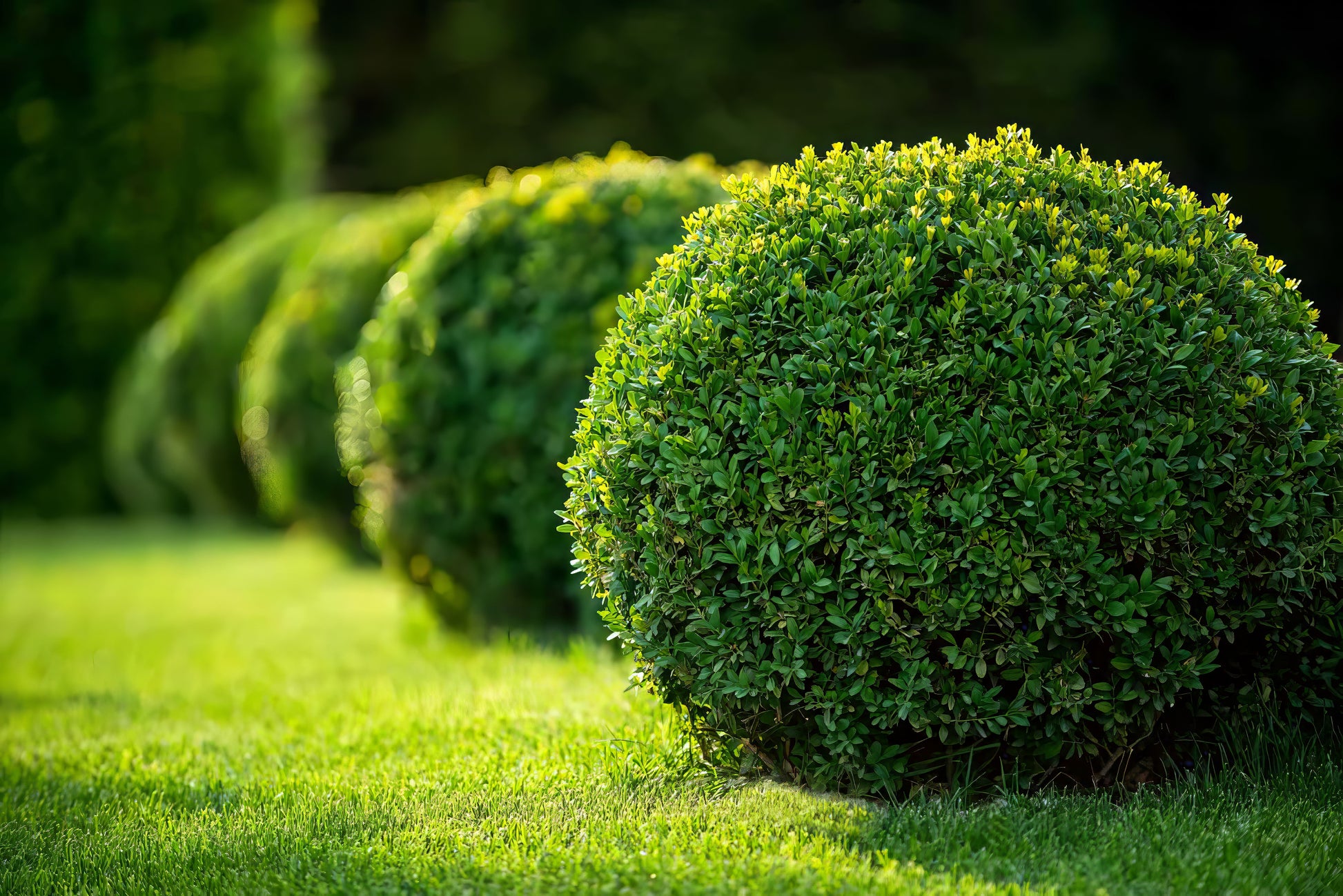 English Boxwood Tree Seeds