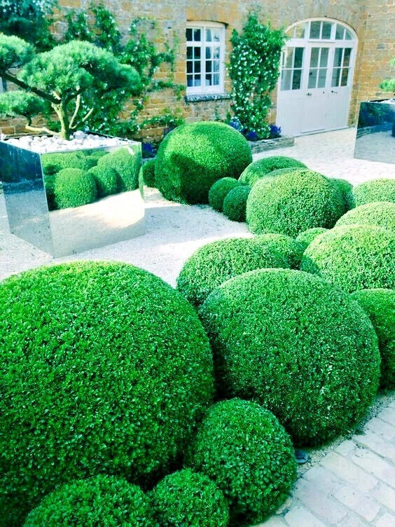 Neatly trimmed green common boxwood bushes in a well-maintained garden setting.