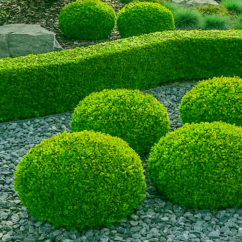 Neatly trimmed green Common English Boxwood bushes in a garden setting with rocks and stones.