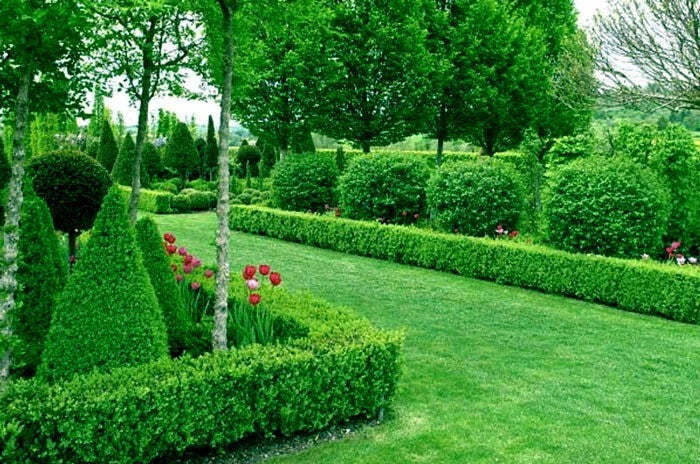 Well-maintained garden with Common English Boxwood hedges in formal landscape. 
