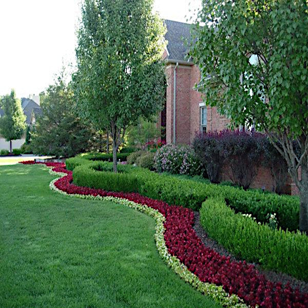 Lush garden with green grass, red flowers, and trimmed common boxwood bushes in front of a brick house.