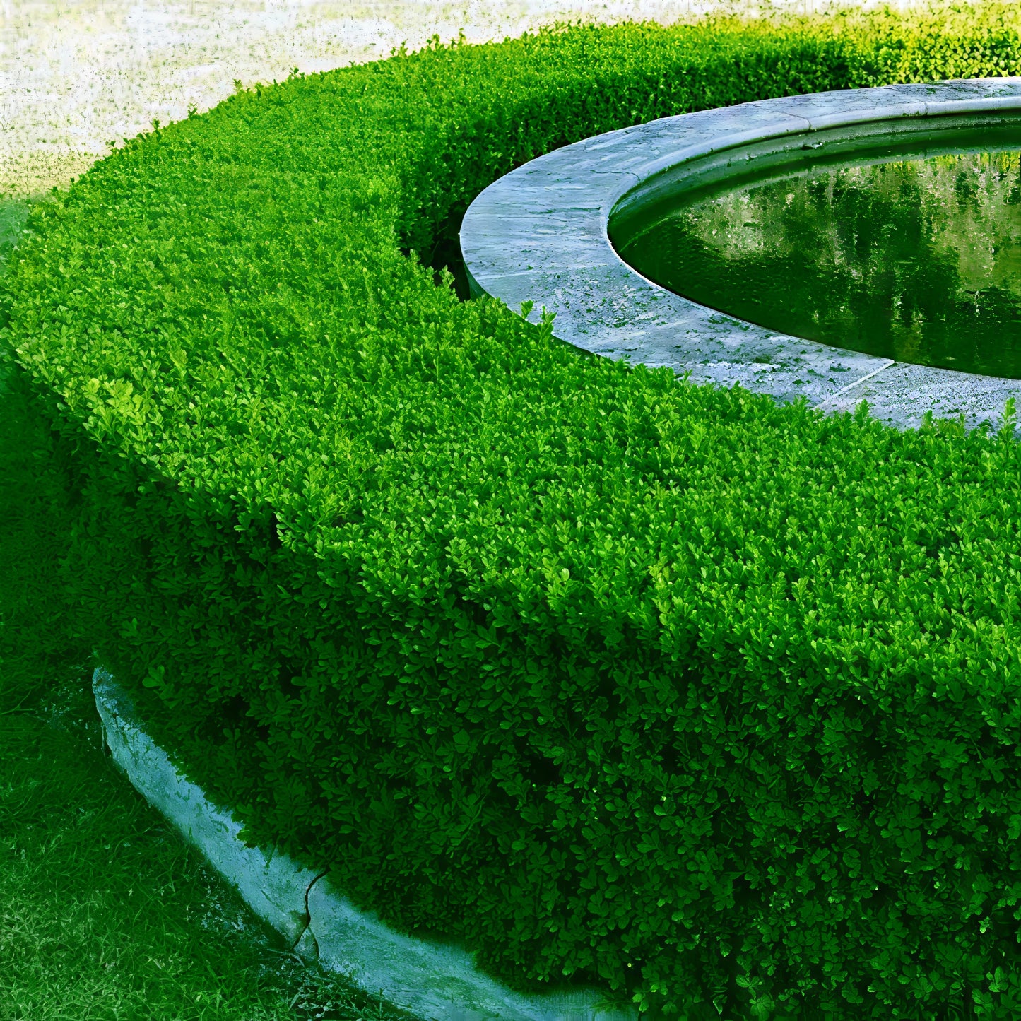 Circular green Common English Boxwood bush with a stone border and water feature in the background