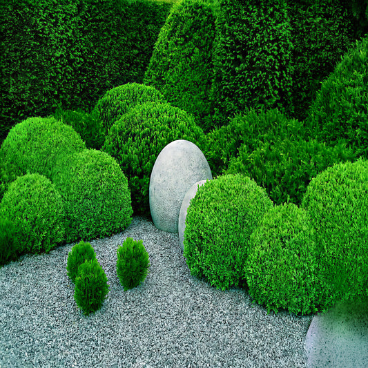 Neatly trimmed green Common English Boxwood shrub (Buxus sempervirens) bushes with a large stone in a garden setting