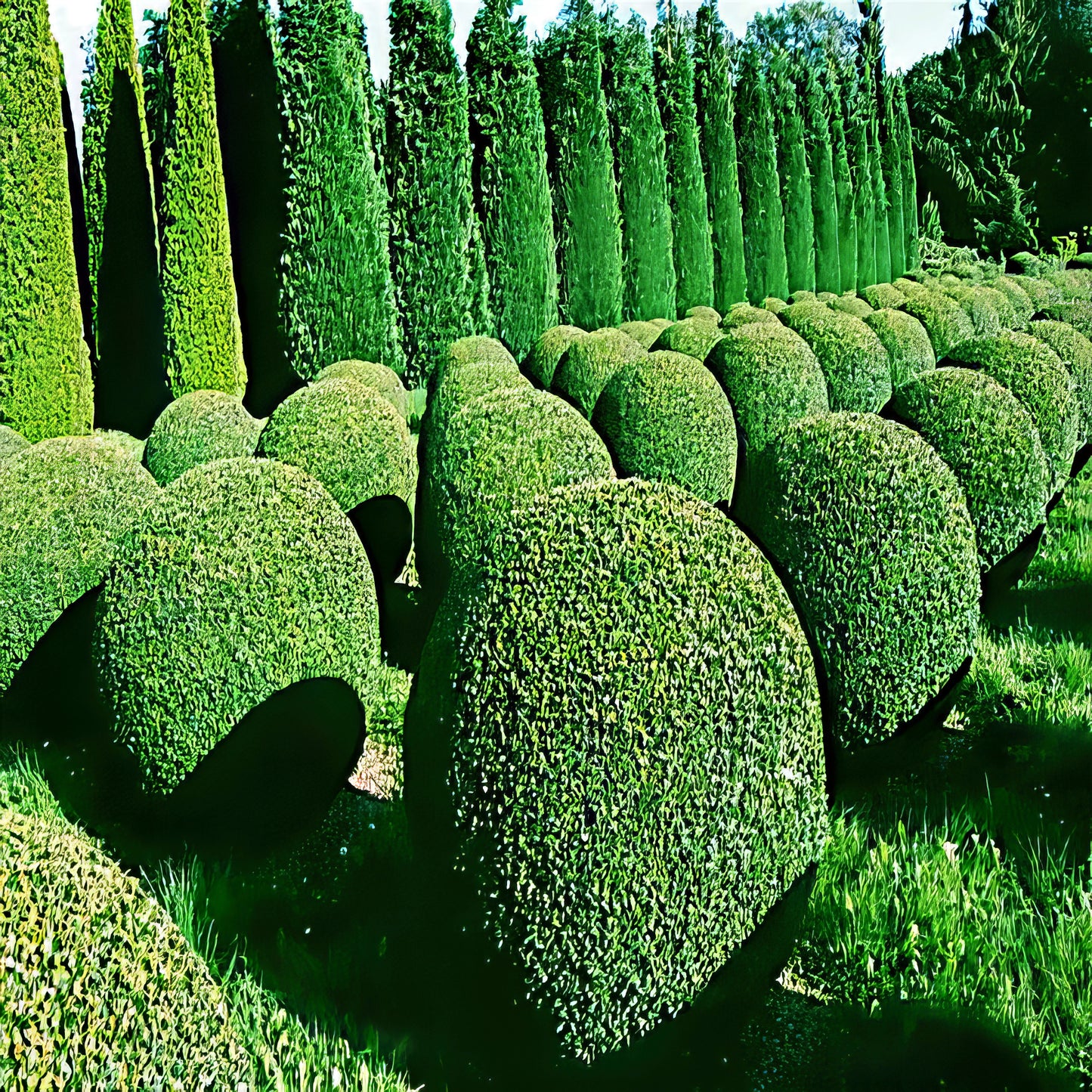 Row of neatly trimmed Common English Boxwood trees in a garden setting