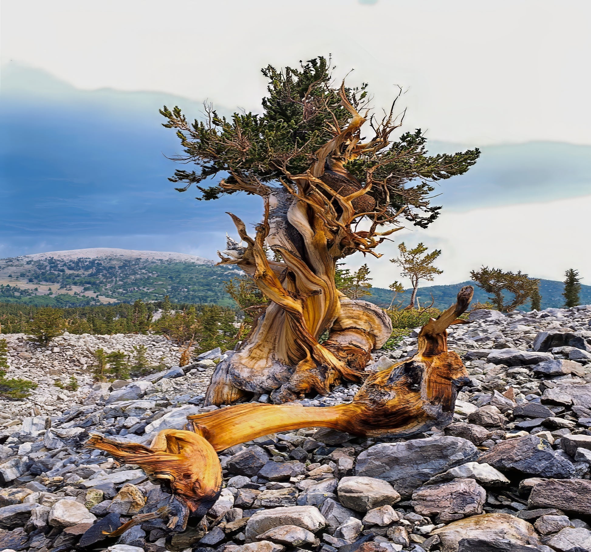Mature Bristlecone pine tree with twisted trunk on a rocky landscape. (Pinus aristata)