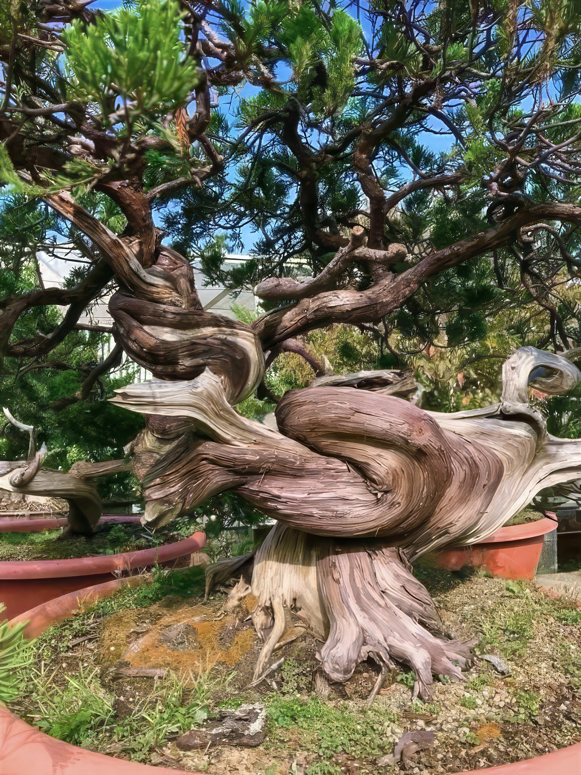 Large Bristlecone Pine bonsai tree with twisted trunk in a garden setting