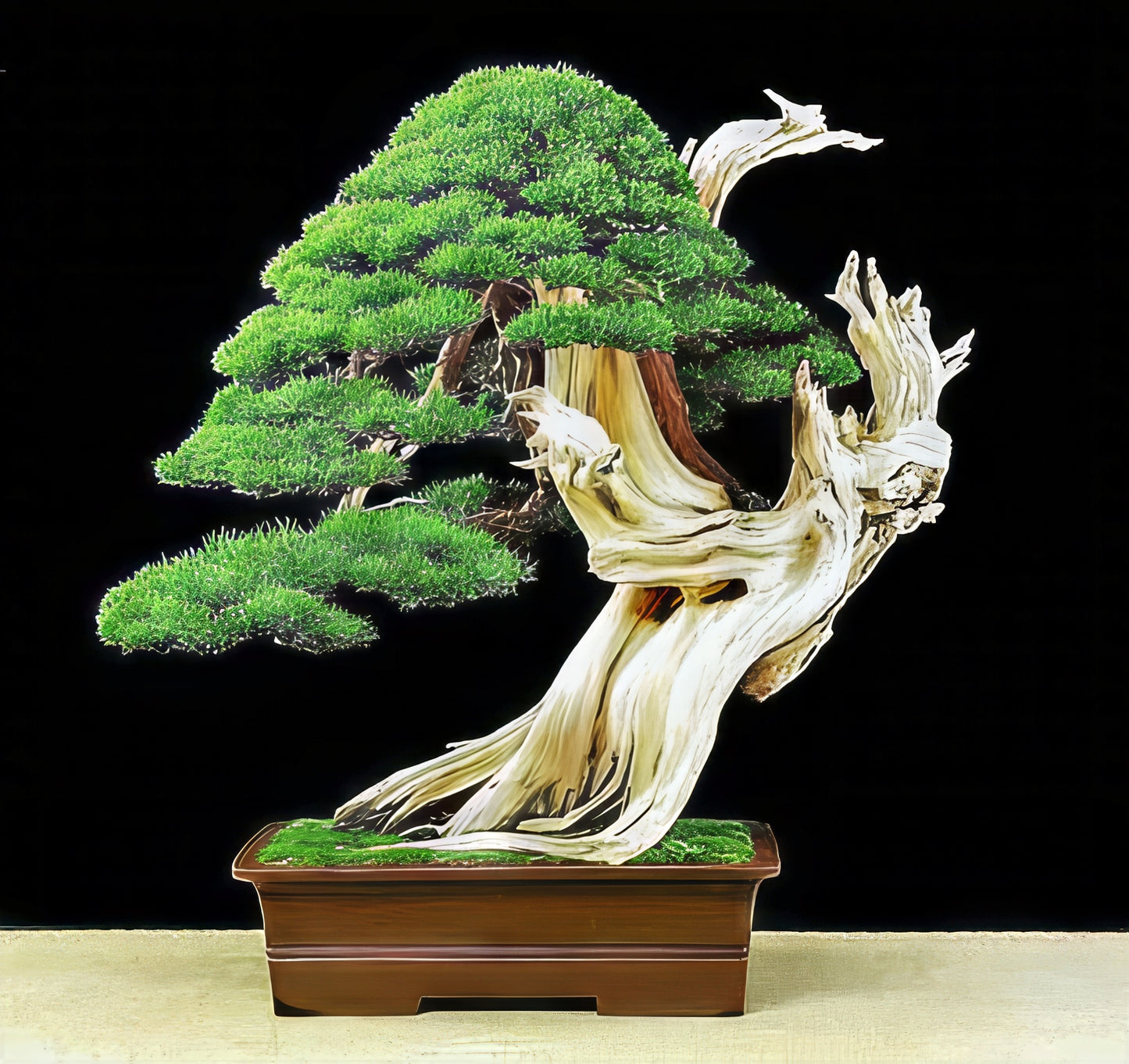 Rocky Mountain Bristlecone Pine as Bonsai tree with a large, textured trunk on a black background. (Pinus aristata)