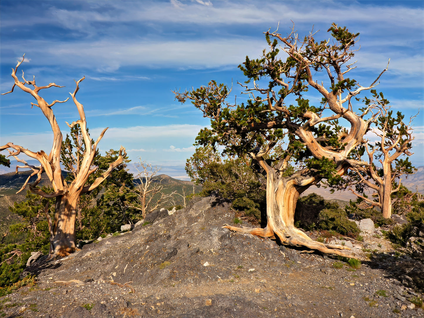 Tall, twisted Rocky Mountain Bristlecone pine trees on a rocky outcrop with a blue sky and clouds in the background. (Pinus aristata)