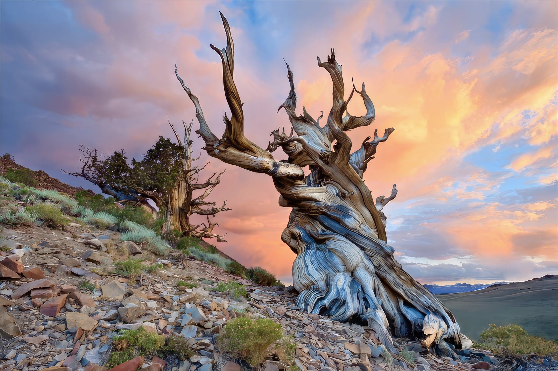 Mature bristlecone pine tree on a rocky hillside with a colorful sky.