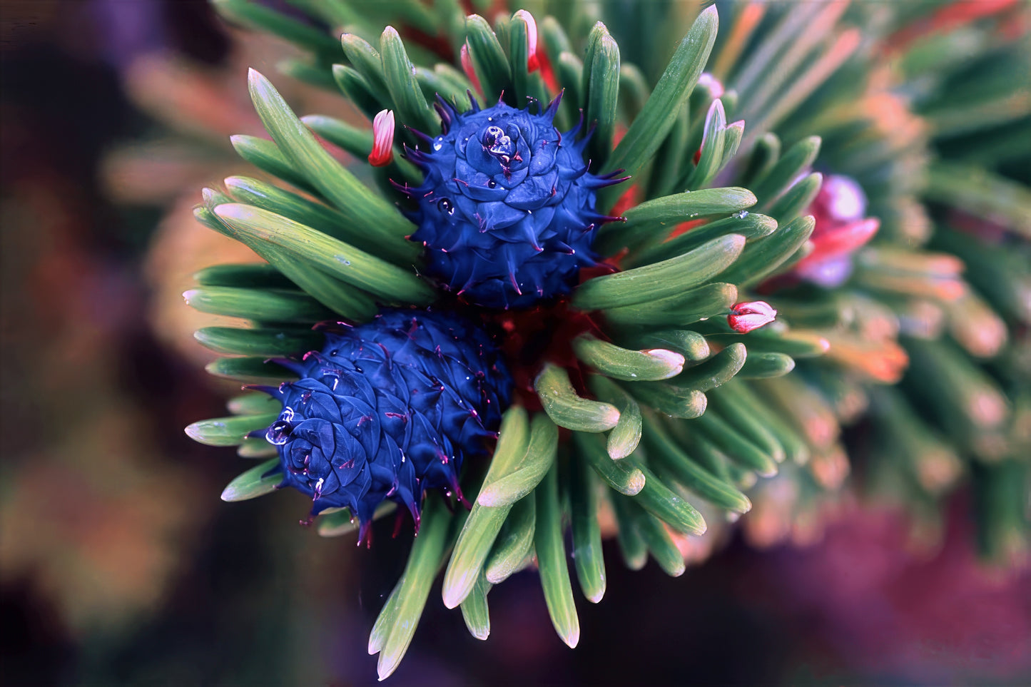 Close-up of blue Bristlecone pine cones on a branch with green needles.