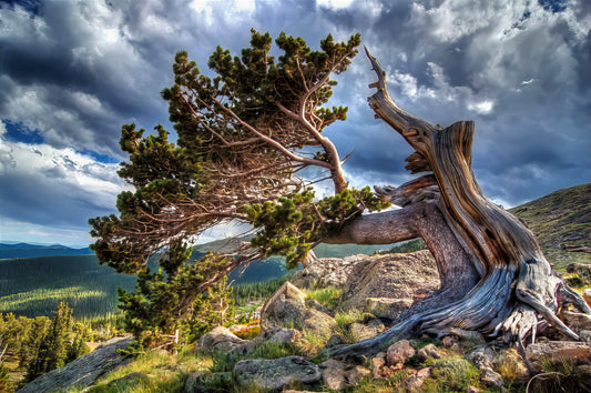 Towering ancient Rocky Mountain Bristlecone pine tree with a gnarled trunk against a dramatic sky in a mountainous landscape. (Pinus aristata)