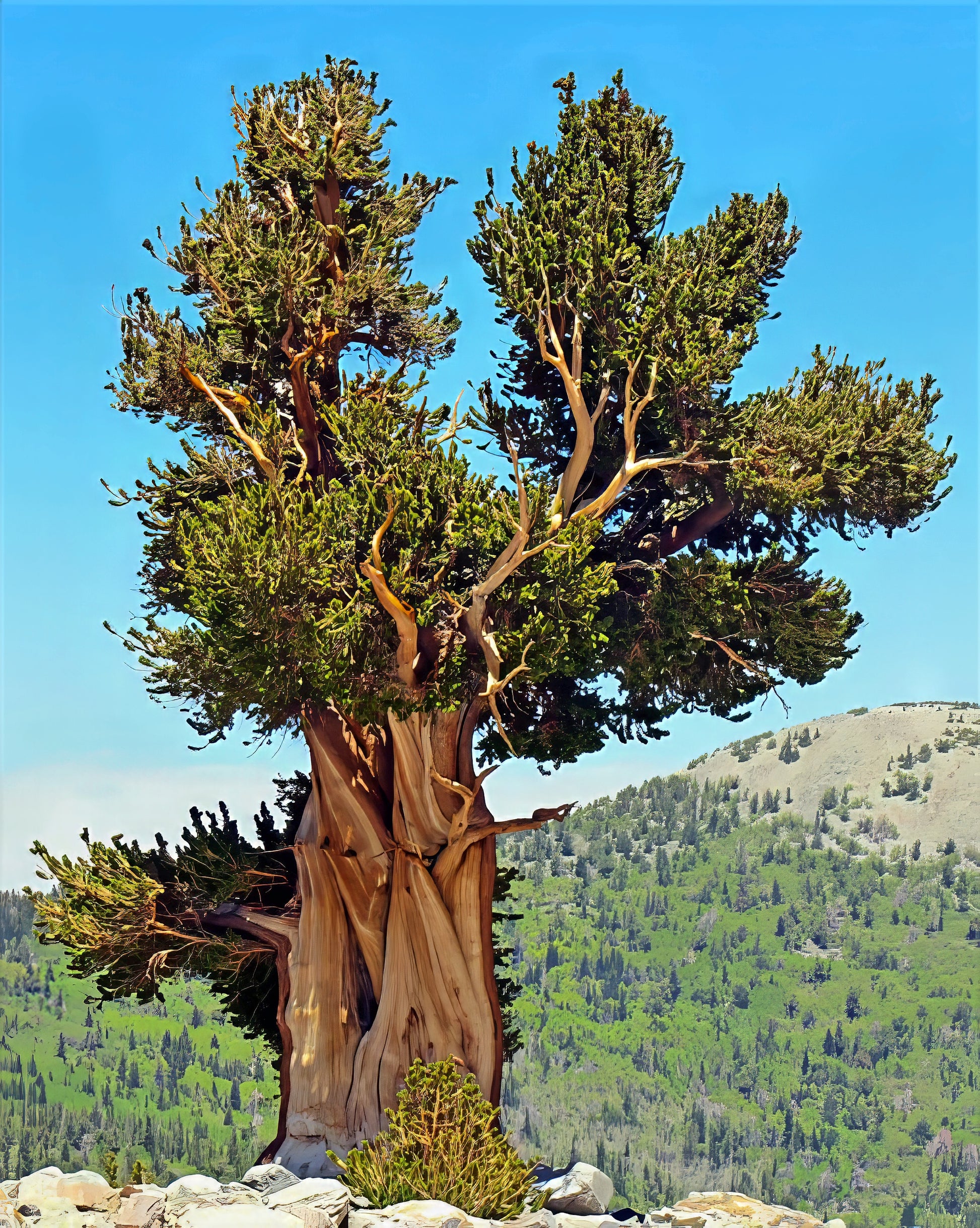 Mature Bristlecone pine tree with a clear blue sky and mountainous background