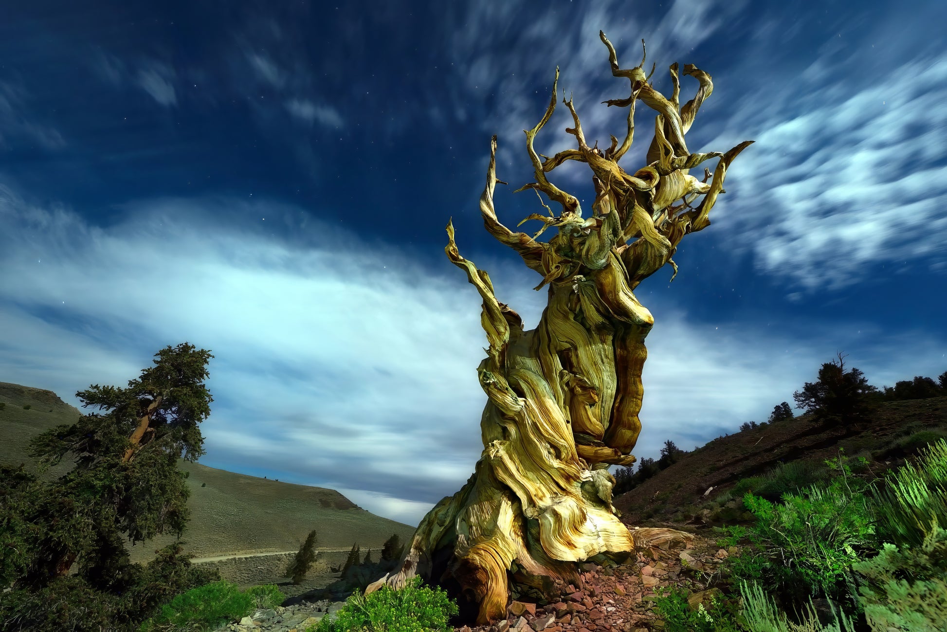 Mature bristlecone pine tree against a blue sky with clouds