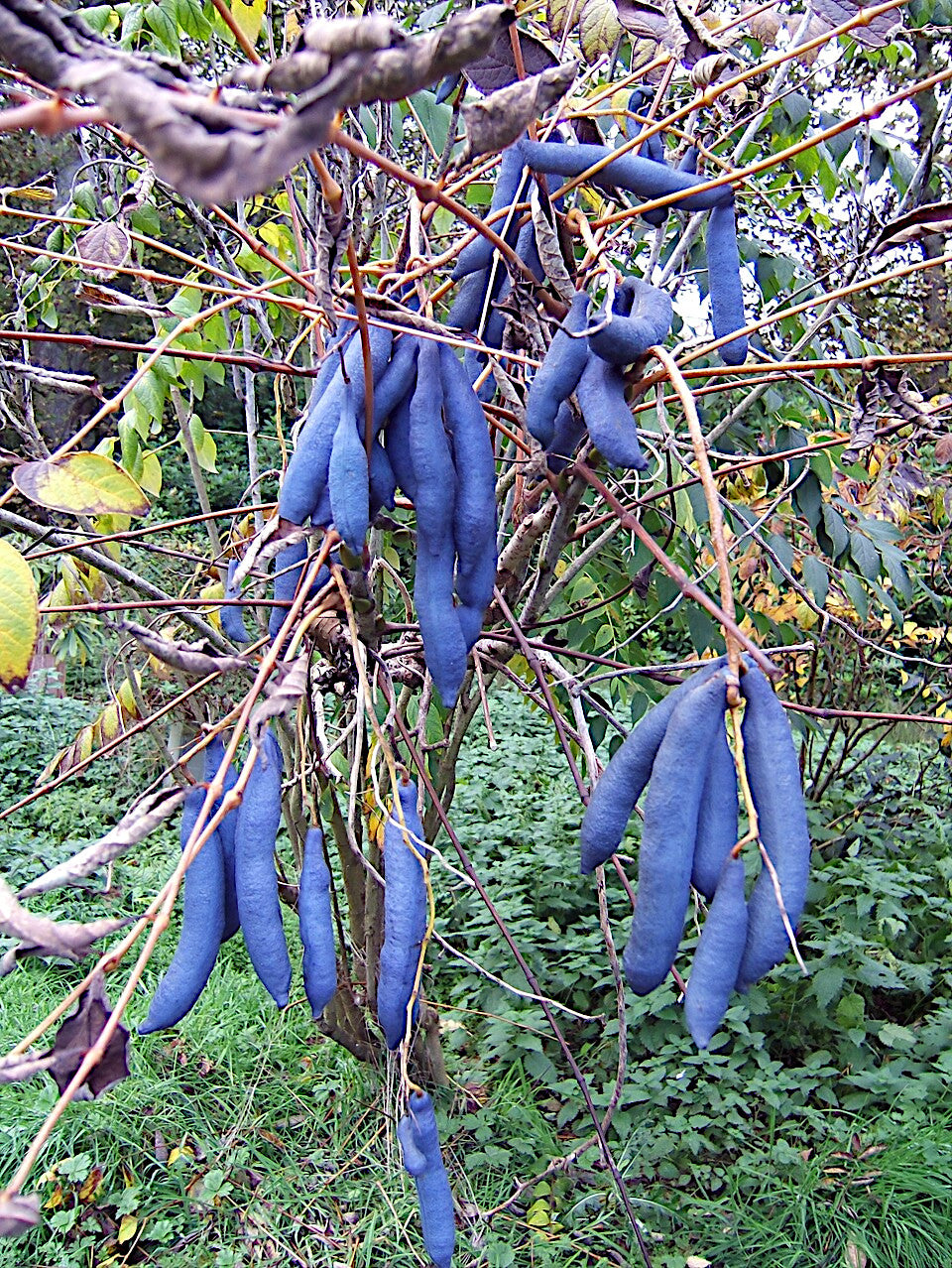 Blue Sausage Tree Fruits hanging from a tree branch with a natural background. (Decaisnea fargesii)