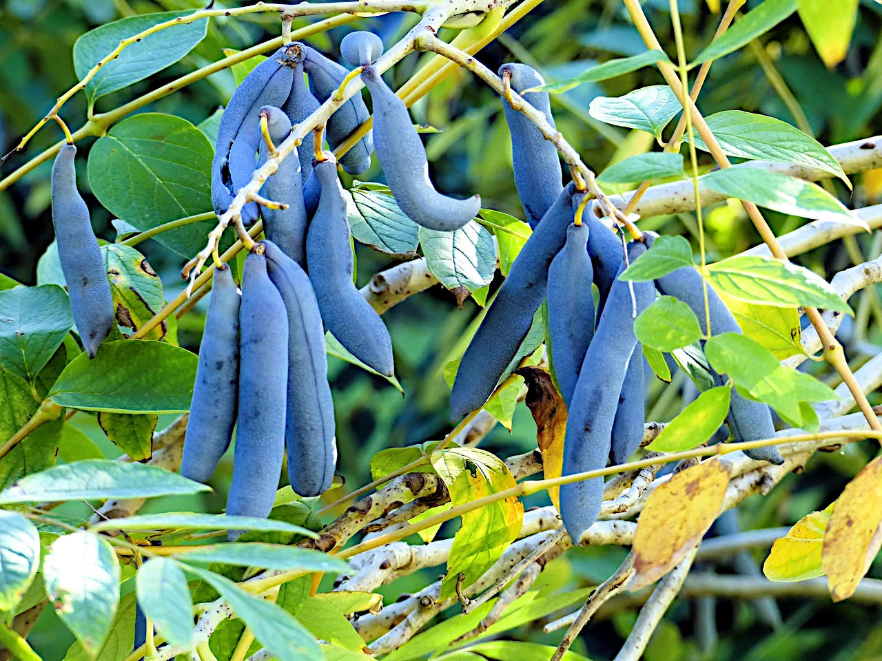 Blue Sausage Tree fruits hanging from a tree branch with green leaves