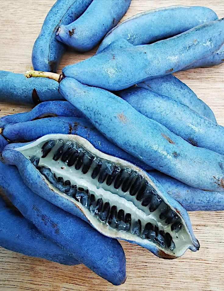 Blue Sausage Tree fruits with a cut one showing black seeds on a wooden surface