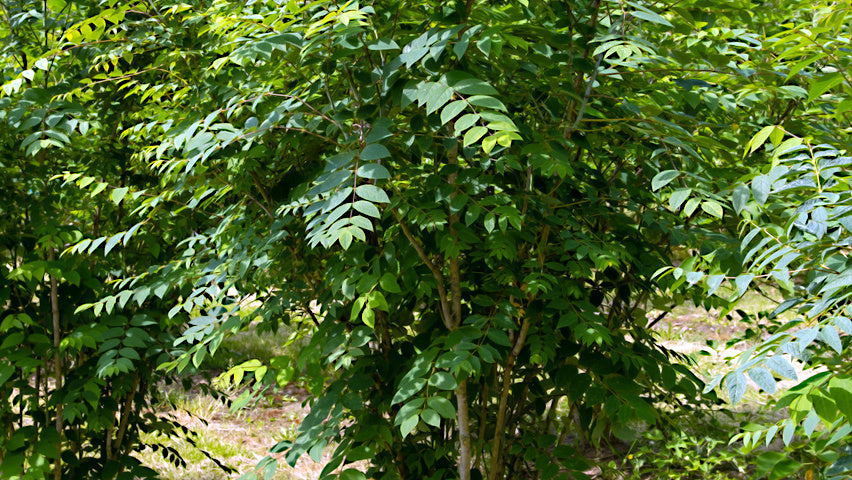 Blue Sausage Fruit Tree with green leaves in a forest setting. (Decaisnea fargesii)