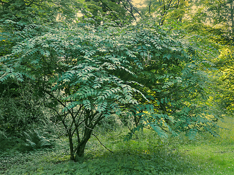 Blue Sausage fruit tree in a forest with sunlight filtering through the leaves