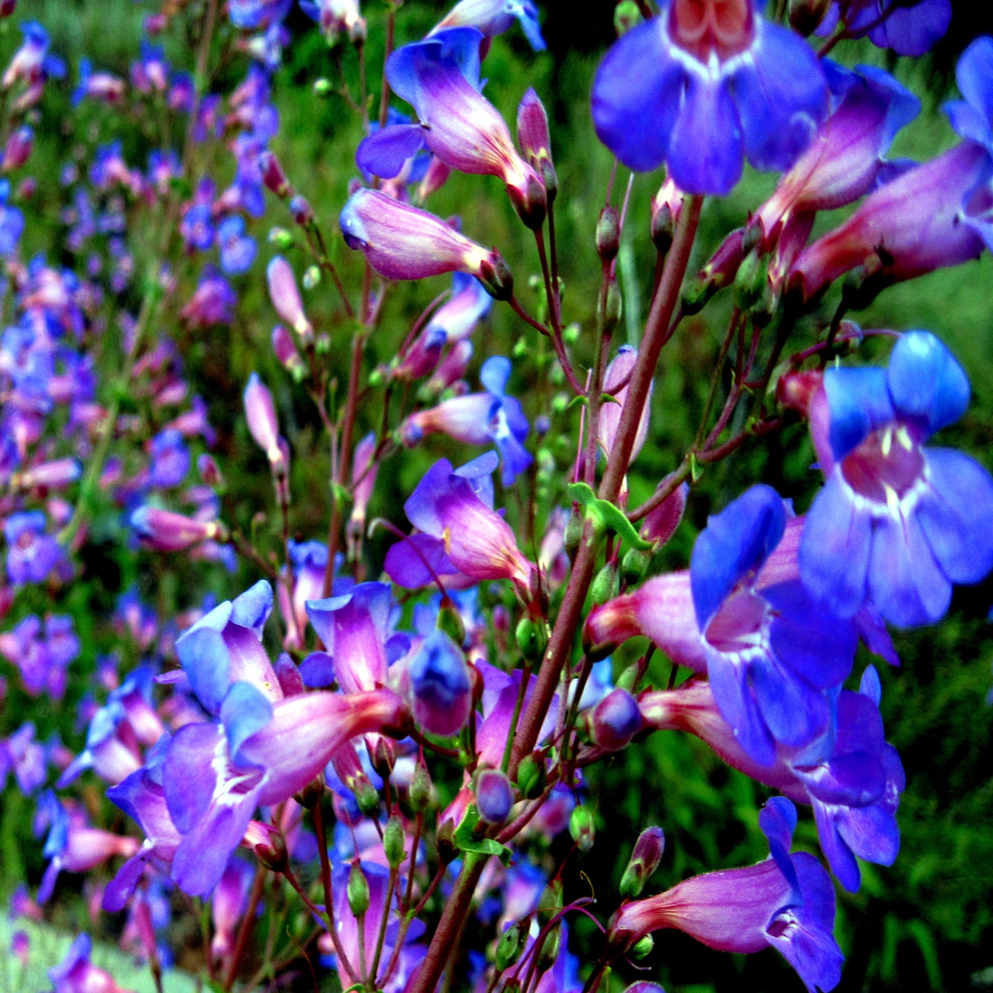 Close-up of blue and pink Blue Beard Tongue flowers with a blurred green background