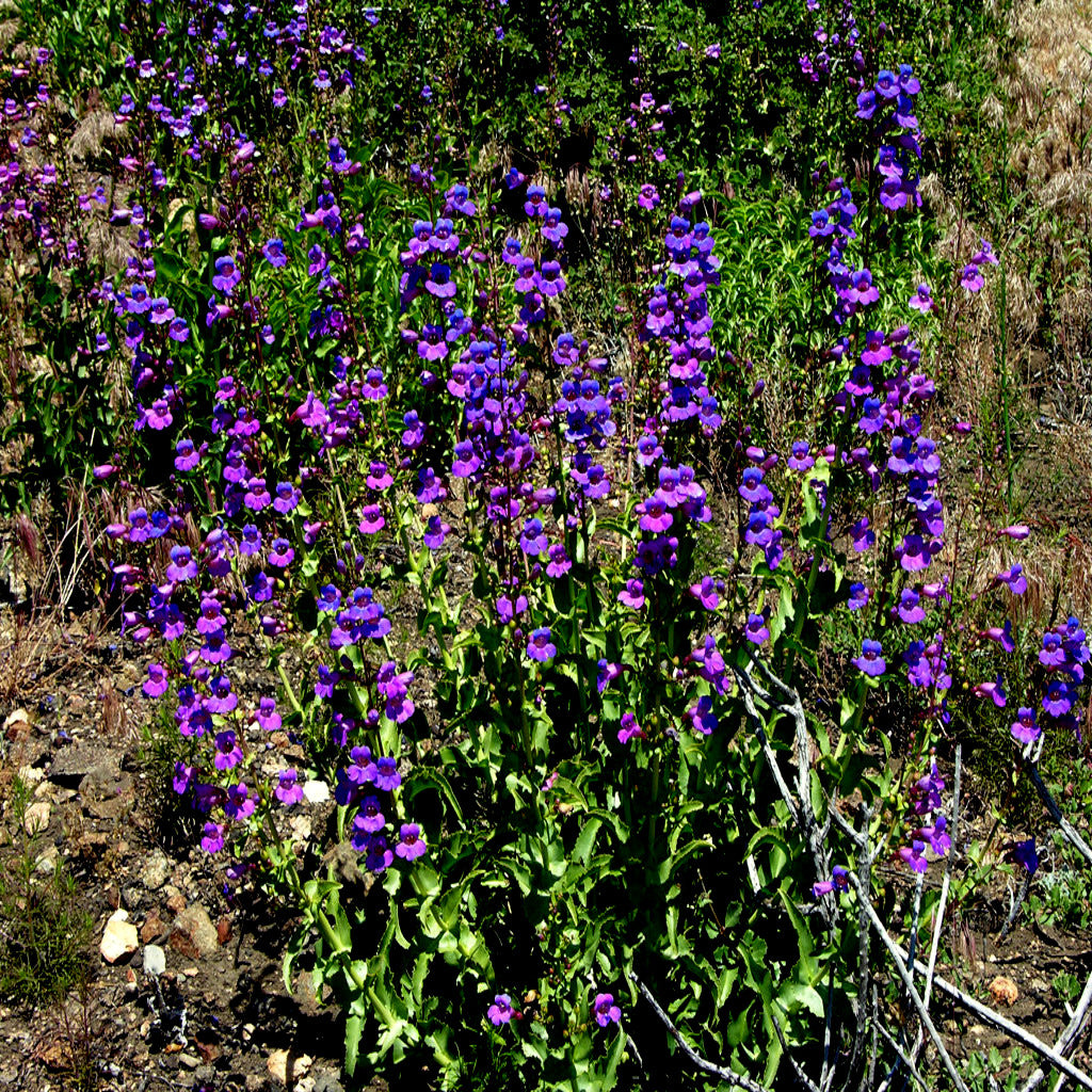 Purple and blue colored Blue Beard tongue flowers with green leaves on a rocky ground. Penstemon spectabilis