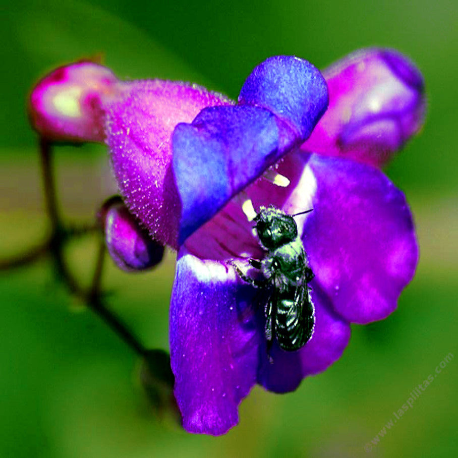 Green bee on a purple and blue beard tongue flower with a blurred green background. Penstemon spectabilis