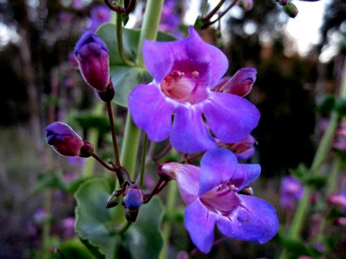 Close-up of purplish blue color Blue Beard Tongue flowers with green leaves on a blurred natural background