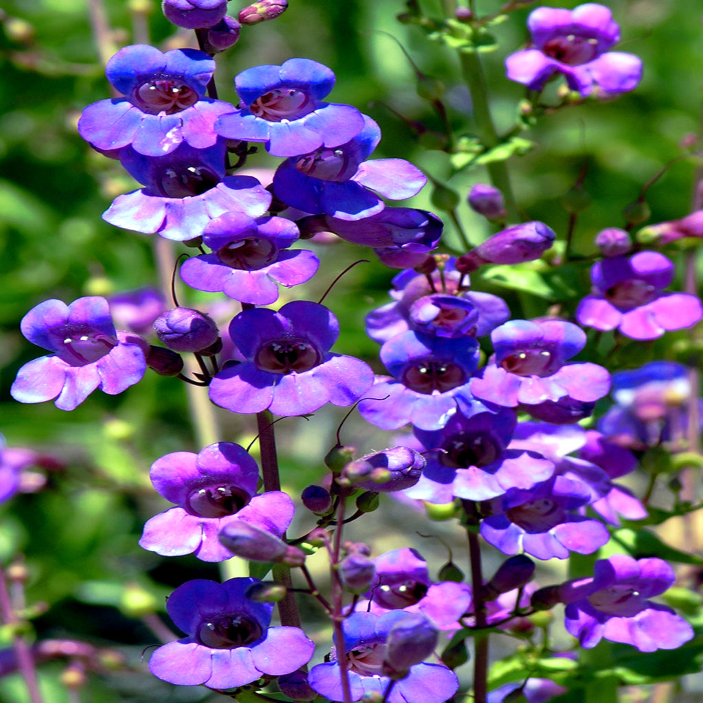 Close-up of purple and blue colored Blue Beard Tongue flowers with green leaves