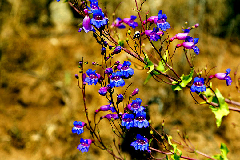 Close-up of purple and blue colored Blue Beard tongue flowers with a blurred natural background