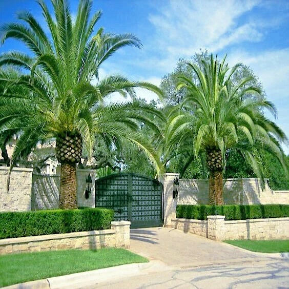 Luxury estate with canary island date palm trees, stone walls, and a driveway leading to a gate.