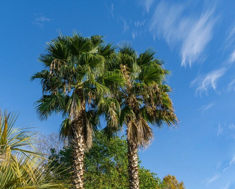 Two California fan palm trees under a clear blue sky with a few clouds.