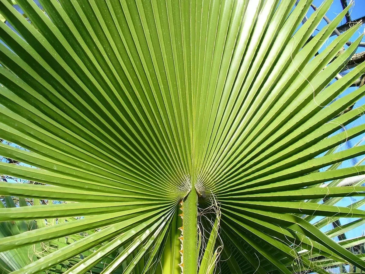 Close-up of a California fan palm leaf with a blue sky background