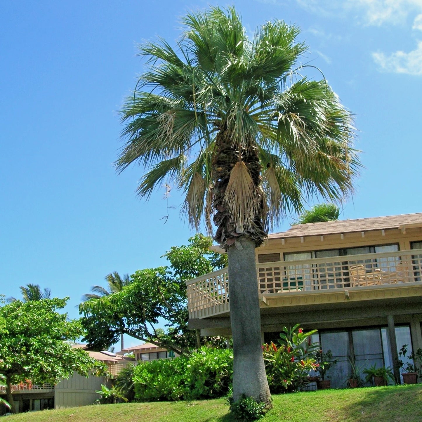 California fan Palm tree in front of a house with a clear blue sky