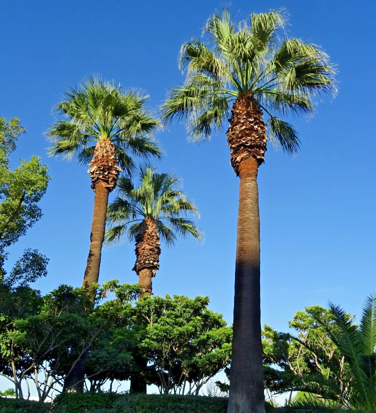 Three California fan palm trees under a clear blue sky