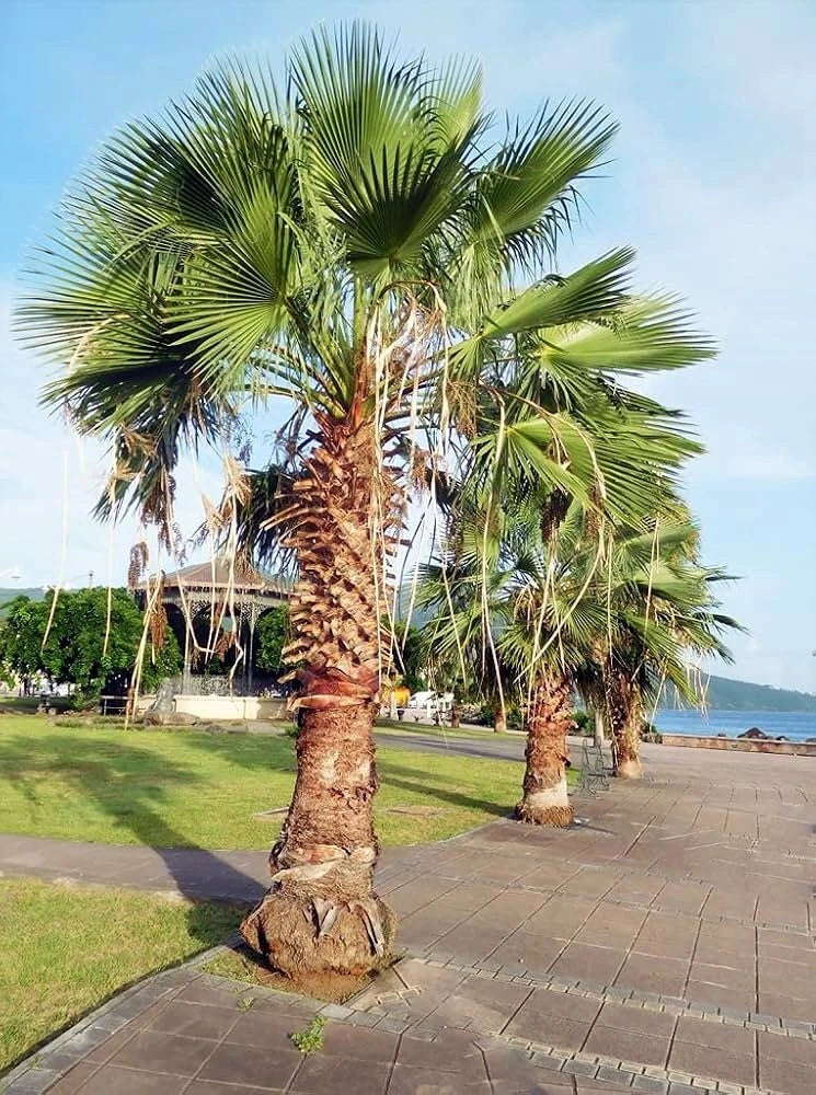 California fan Palm trees by a paved walkway with a scenic background